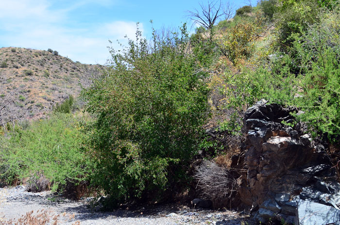 Morus microphylla, Texas Mulberry